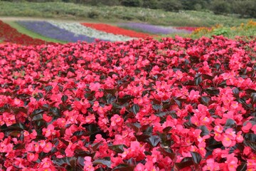 お花畑のピンクの花