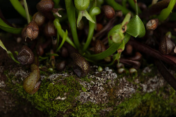 Darlingtonia californica