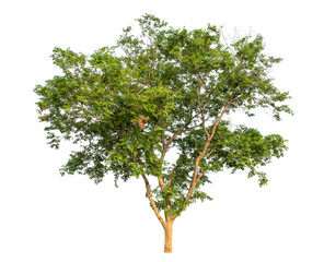 Green tree isolated on transparent background with clipping path and alpha channel.