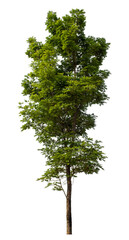 Fototapeta premium Green tree isolated on transparent background with clipping path and alpha channel.