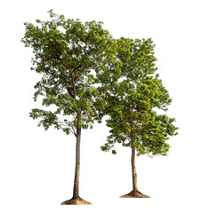 Green trees isolated on transparent background with clipping path and alpha channel.