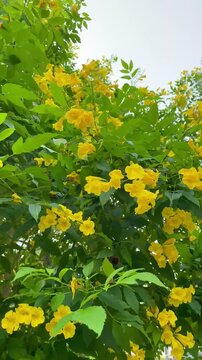 Yellow elderflower (Tecoma stans) blooms profusely and beautifully. Natural flower pile background