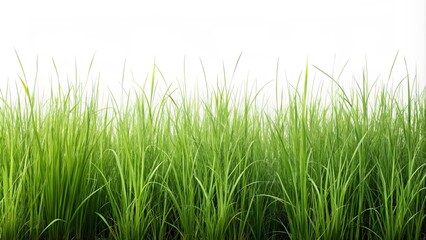 of tall meadow grass isolated on background, nature, meadow, grass, green, cut out,,realistic, field, summer, natural, landscape