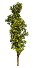 Obraz premium Tree isolated on transparent background with clipping path and alpha channel...