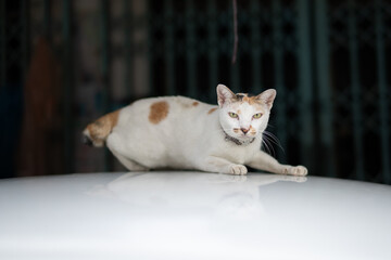 Cat sitting on a white roof