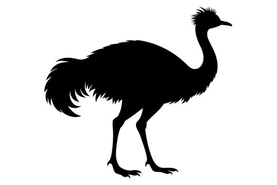 recommend clip art: Beautiful bird emu silhouette black icon vector art illustration