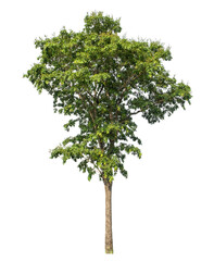 Green tree isolated on transparent background with clipping path and alpha channel.