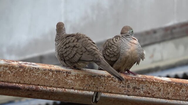 Two Happy Wild Zebra Dove (Geopelia striata Bird) on steel frame