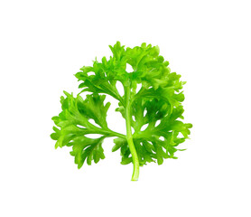 Fototapeta premium Parsley vegetable isolated on white background.