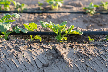 drip irrigation close up shot.