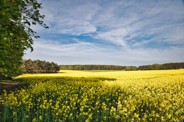 Raps - Rapsblüte - Feld - Yellow - Rapeseed - Beautiul - Sky - Background - Concept - Ecology -...