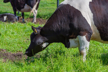 Black and White Cow Grazing on a Sunny Day    Czarno-biała Krowa Pasąca się w Słoneczny Dzień  © Adrian White