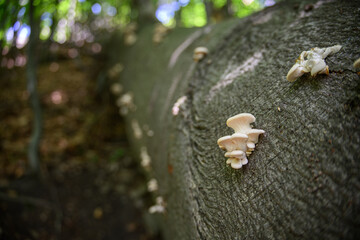 Fresh green mushroom on the trunk.