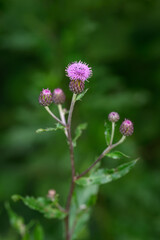 Field gorse and purple flower.