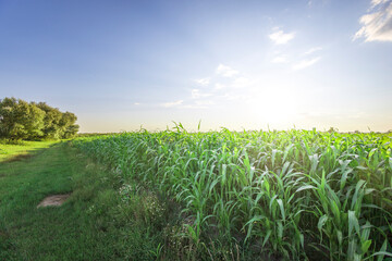 A field of corn is shown with a bright blue sky in the background