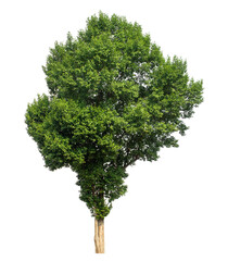 Green tree isolated on transparent background with clipping path and alpha channel.