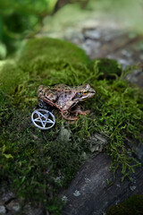 frog on the moss and amulet