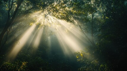 Sunlight Through Forest Canopy