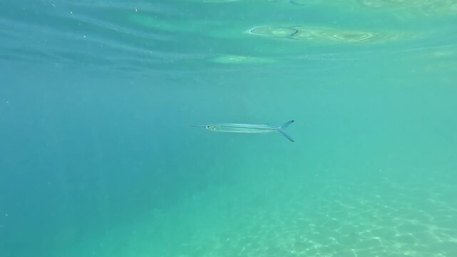 Young Needlefish or Red Sea Houndfish (Tylosurus choram) swimming in the Red Sea, Hurghada, Egypt. Filmed on GoPro.