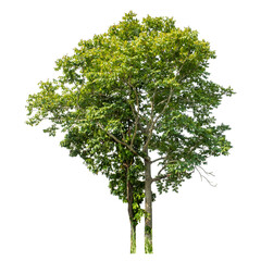Green trees isolated on transparent background with clipping path and alpha channel.