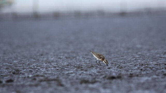 Small bird finding food on beach