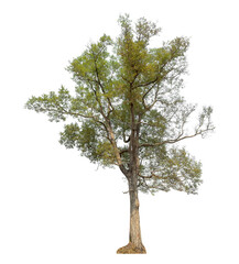 Tree isolated on transparent background with clipping path and alpha channel.