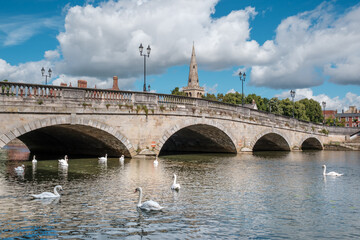 Obraz premium A group of Mute Swans on the river Great Ouse by the town bridge in the county town of Bedford in Bedfordshire, England with the spire of St Paul's Church