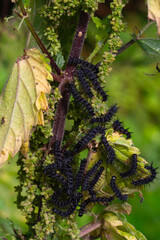 Young Peacock caterpillars on Nettle leaf