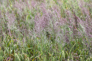 Crop of cereals with weed loose silky-bent called also common windgrass (Apera spica-venti).