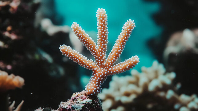 A coral formation with branching arms stands out against the colorful underwater backdrop, showcasing marine life and clear blue waters