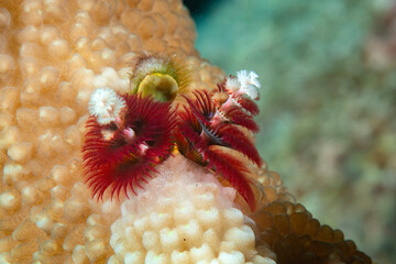 Christmas tree worm opens the umbrella , Bali, Indonesia