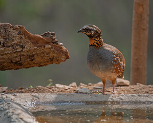 Rufous throated partridge bird in its habitat with use of selective focus 