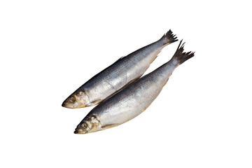 fresh herring on a white background close-up. seafood, designer materials, clipping path, isolate, fish