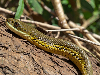 Fototapeta premium snake in the grass