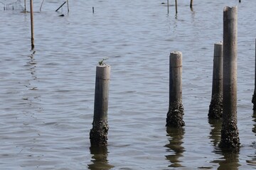 pier in the lake