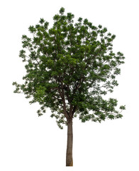 Green tree isolated on transparent background with clipping path and alpha channel.