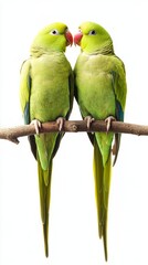 Fototapeta premium Two green parakeets on a branch isolated on white background