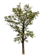 Tree isolated on transparent background with clipping path and alpha channel.