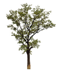 Tree isolated on transparent background with clipping path and alpha channel.