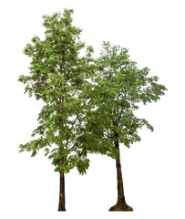 Fototapeta premium Green trees isolated on transparent background with clipping path and alpha channel.
