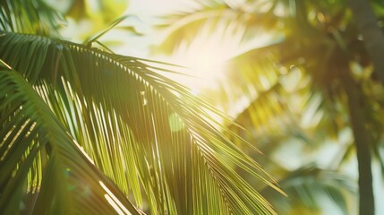 Palm Tree Leaves In The Sunshine