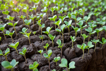 a collection of chili plant seeds to be planted