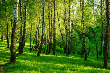 Grove of birches with young green leaves at sunset or sunrise in spring or summer.