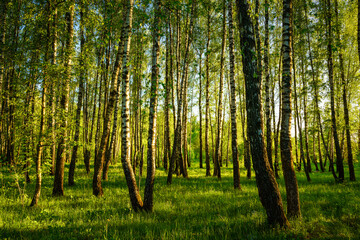 Fototapeta premium Grove of birches with young green leaves at sunset or sunrise in spring or summer.
