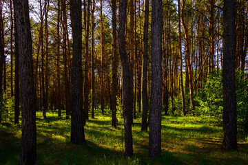 Sunbeams streaming through the pine trees and illuminating the young green foliage on the bushes in the pine forest in spring.