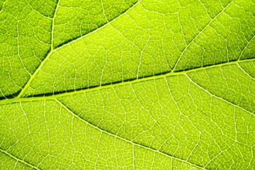 Macro shot of a leaf. Foliage nature background.