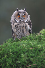 Portrait of a young Long-eared Owl perched on a moss covered tree trunk
