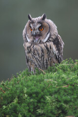 Portrait of a young Long-eared Owl perched on moss and calling out
