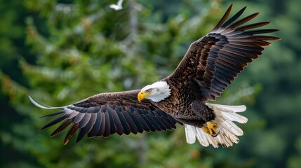 Obraz premium Majestic bald eagle swooping down to catch fish,