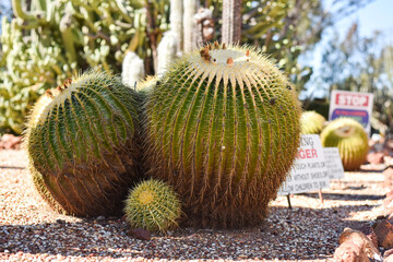 large cactus at a cactus farm